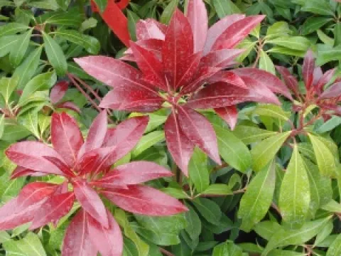 Pieris japonica 'Katsura'