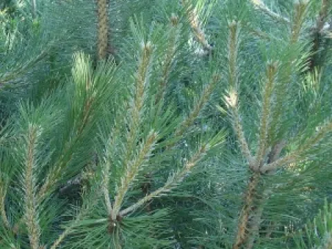 Pinus nigra var. austriaca