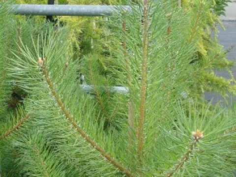 Pinus sylvestris