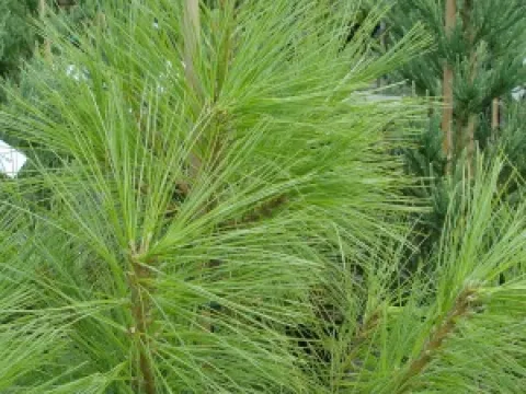 Pinus wallichiana