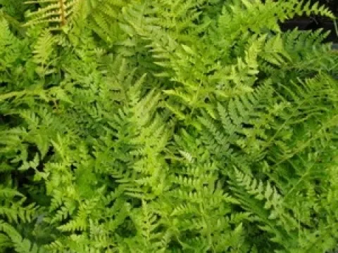 Polystichum braunii
