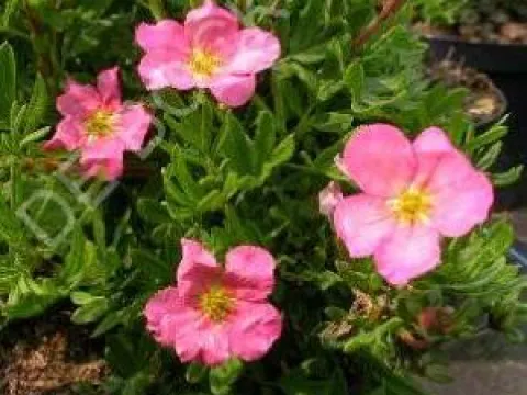 Potentilla fruticosa 'Lovely Pink'