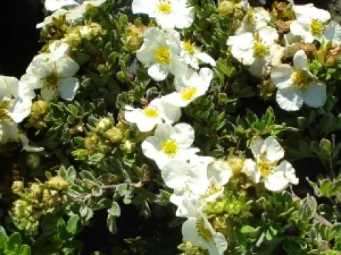 Potentilla fruticosa 'Tilford Cream'