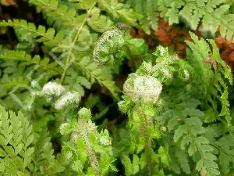 Polystichum setiferum
