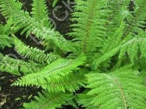 Polystichum setiferum 'Herrenhausen'