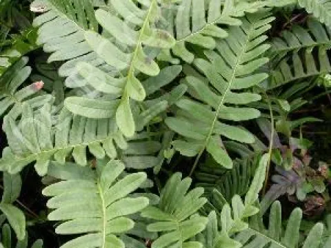 Polypodium vulgare