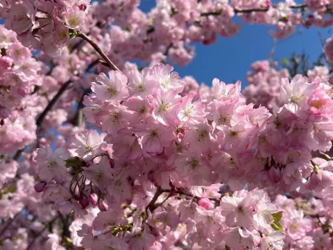 Prunus 'Accolade'