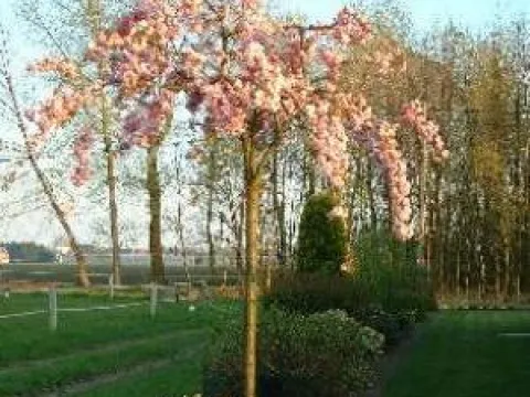Prunus 'Kiku-shidare-zakura'