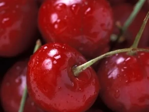 Prunus avium 'Buttners Späte Rote Knorpelkirsche'