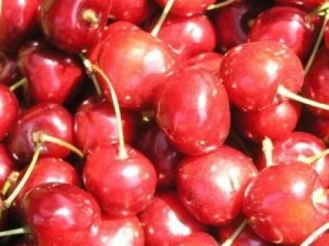 Prunus avium 'Bigarreau Moreau'