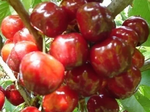 Prunus avium 'Bigarreau Napoleon'