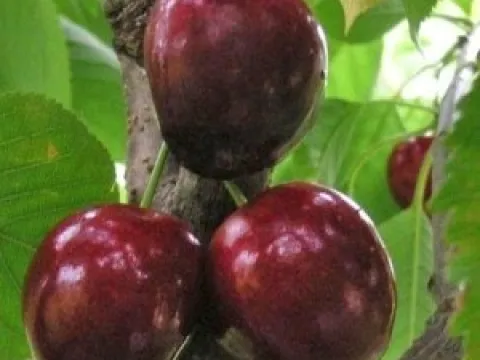 Prunus avium 'Bigarreau Noir'