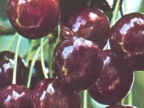 Prunus avium 'Bigarreau Van'