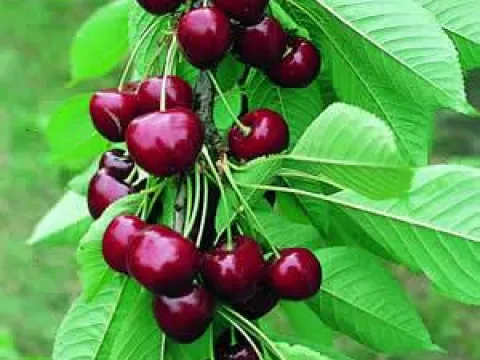 Prunus avium 'Compact Stella'