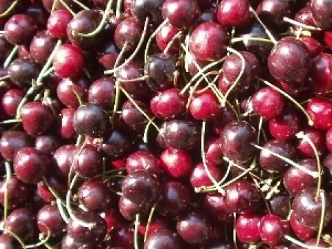 Prunus avium 'Dubbele Meikers'