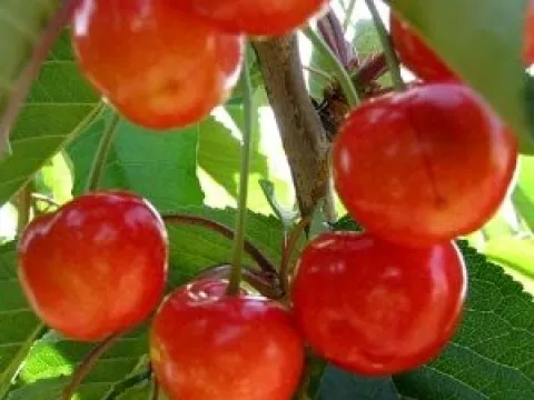 Prunus avium 'Delice de Malicorne'