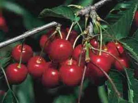 Prunus avium 'Hedelfinger'