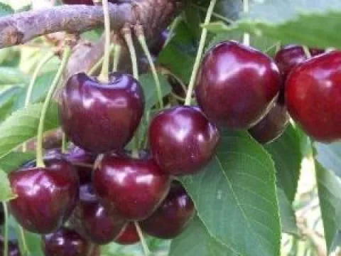 Prunus avium 'Karina'