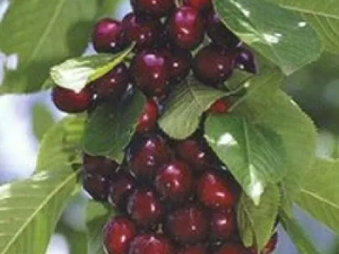 Prunus avium 'Koningskers'