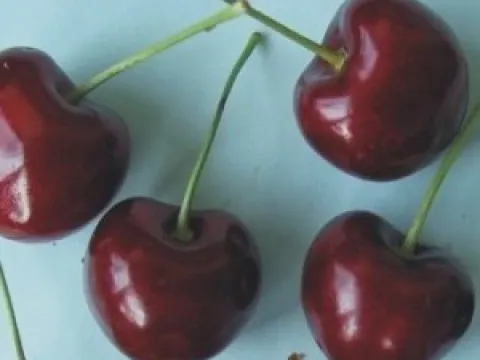 Prunus avium 'Nordwunder'