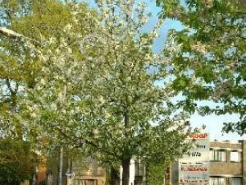 Prunus avium 'Plena'