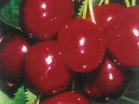 Prunus avium 'Sunburst'