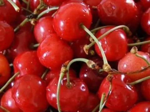 Prunus avium 'Schneiders Späte Knorpelkirsche'