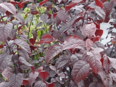 Prunus cerasifera 'Nigra'