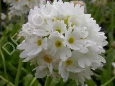 Primula denticulata 'Alba'