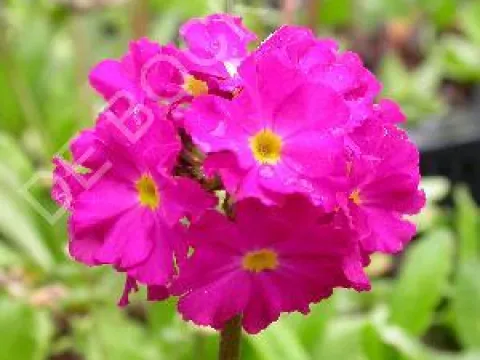 Primula denticulata 'Rubin'