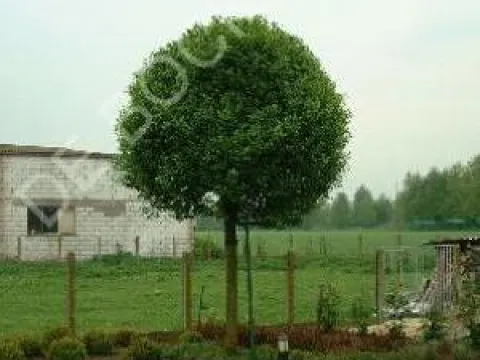 Prunus fruticosa 'Globosa'