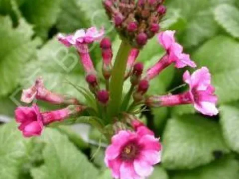 Primula japonica 'Miller's Crimson'