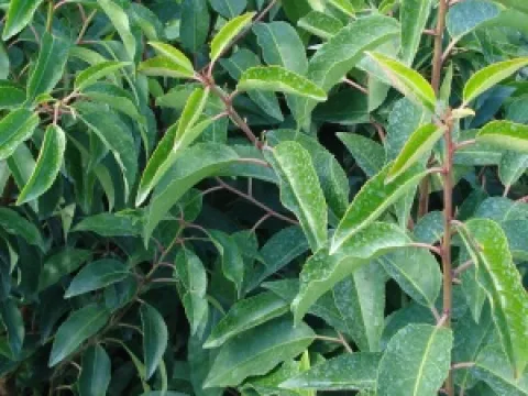 Prunus lusitanica 'Angustifolia'