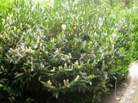 Prunus laurocerasus 'Otto Luyken'