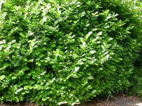 Prunus laurocerasus 'Rotundifolia'