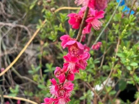 Prunus mume 'Beni-chi-dori'