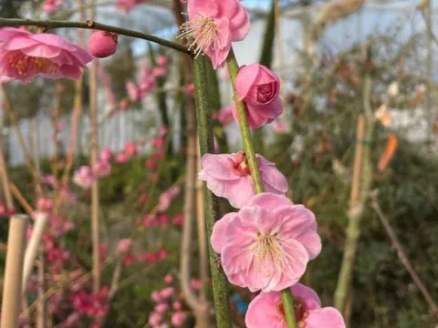 Prunus mume 'Pendula'