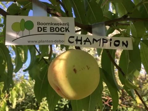 Prunus persica 'Champion'