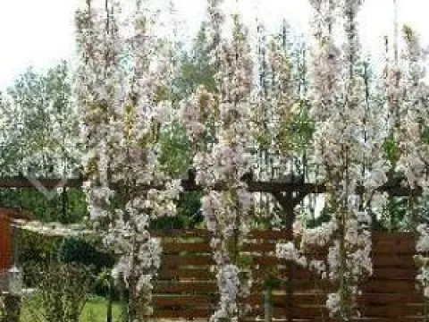 Prunus serrulata 'Amanogawa'