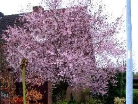 Prunus subhirtella 'Autumnalis Rosea'
