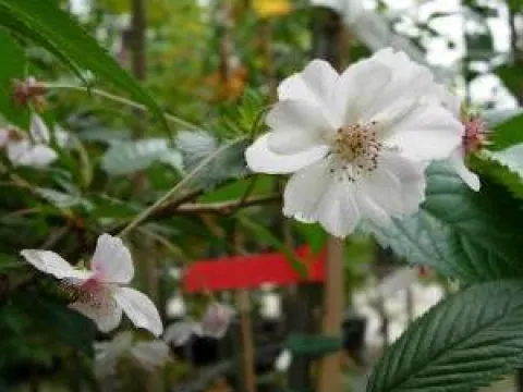 Prunus subhirtella 'Autumnalis'