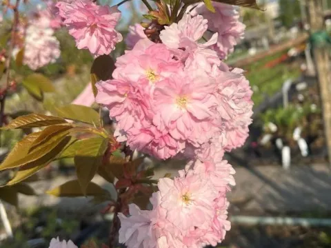 Prunus serrulata 'Kanzan'