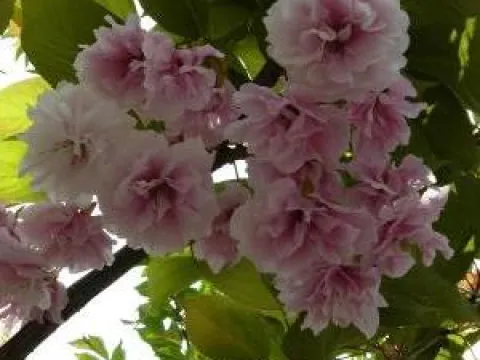 Prunus serrulata 'Shirofungen'