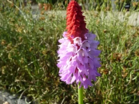 Primula vialii 'Red Hot Poker'