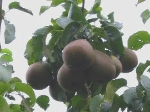 Pyrus communis 'Beurré Hardy'