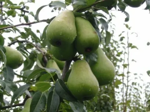 Pyrus communis 'Beurré Lebrun'