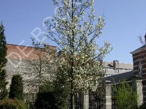 Pyrus calleryana 'Chanticleer'