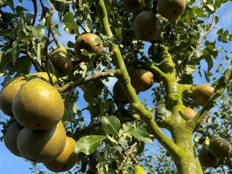 Pyrus communis 'Conference'