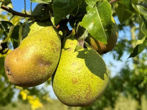 Pyrus communis 'Comtesse de Paris'