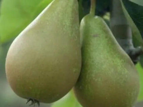 Pyrus communis 'Triomphe de Vienne'